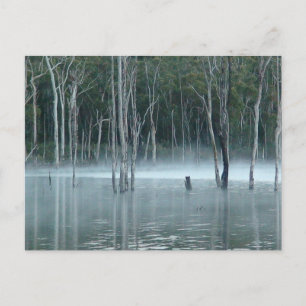 Misty Gumtrees Postcard