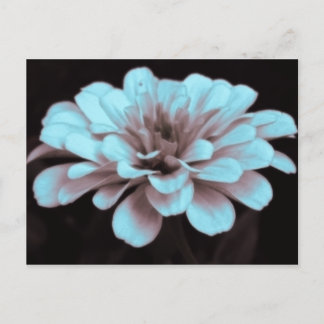 Misty hazy subtly tinted zinnia photo Postcard