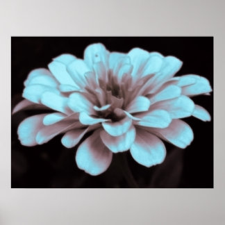 Misty hazy subtly tinted zinnia photography print