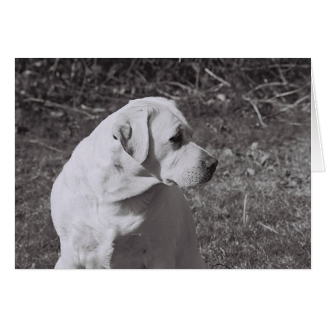 Misty II (Front Horizontal)