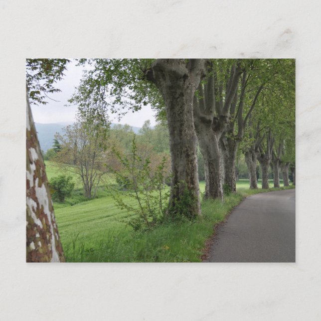 Misty morning in Provence Postcard (Front)