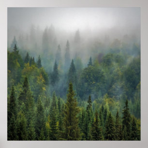 Misty pine trees forest landscape poster