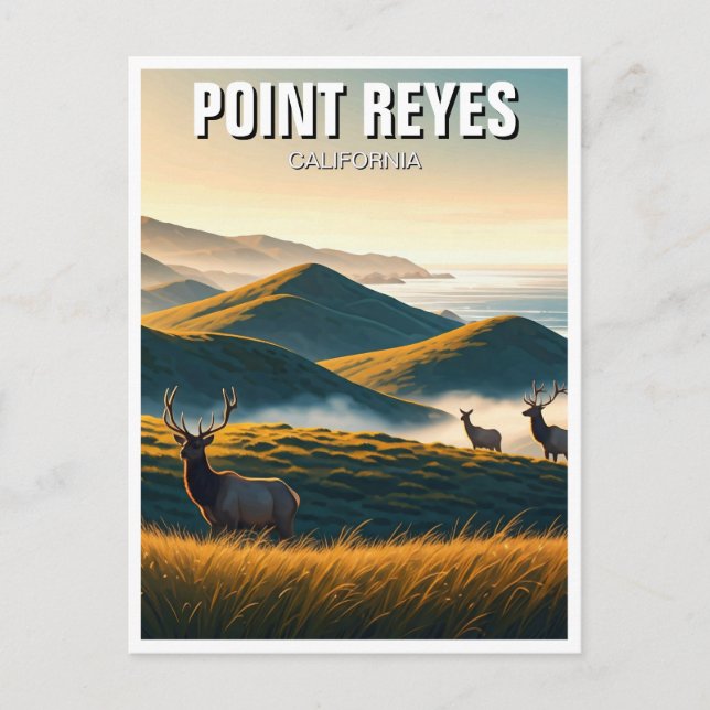 Misty Point Reyes National Seashore Elk Postcard (Front)