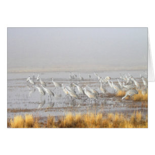 Misty Sandhill Cranes