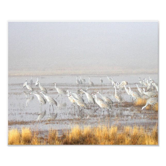 Misty Sandhill Cranes Photo Print (Front)