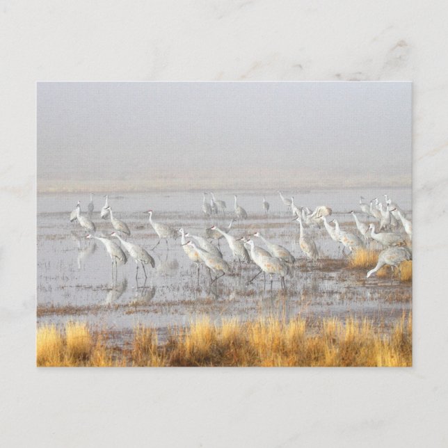 Misty Sandhill Cranes Postcard (Front)