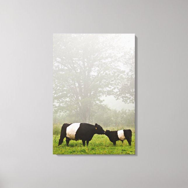 Misty scene of belted galloway cow mothering her canvas print (Front)