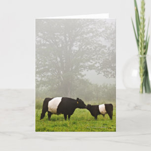 Misty scene of belted galloway cow mothering her card