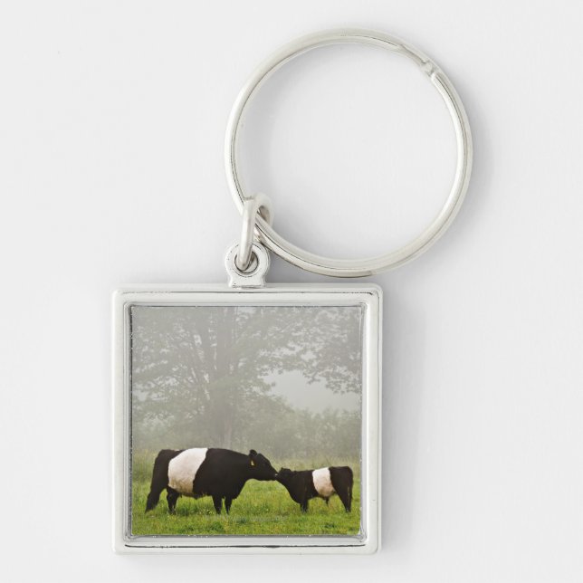 Misty scene of belted galloway cow mothering her key ring (Front)
