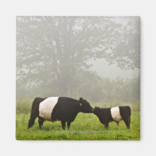 Misty scene of belted galloway cow mothering her magnet
