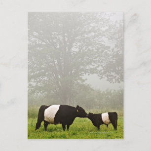 Misty scene of belted galloway cow mothering her postcard