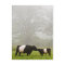Misty scene of belted galloway cow mothering her