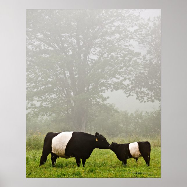 Misty scene of belted galloway cow mothering her poster (Front)