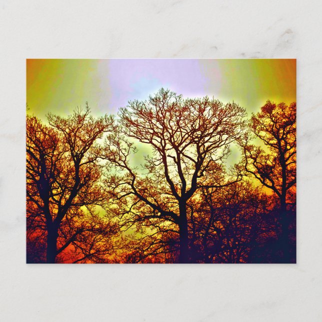 MISTY SUN TREES POSTCARD (Front)