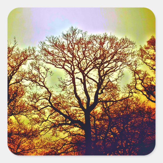 MISTY SUN TREES SQUARE STICKER (Front)