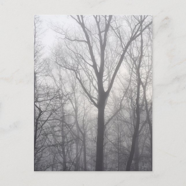 Misty Trees Grey Woodland Postcard (Front)