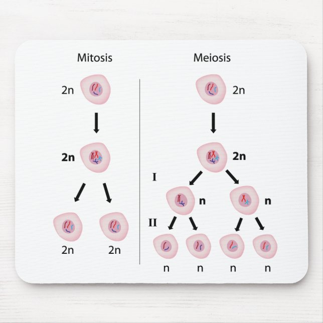 Mitosis versus meiosis mousepad (Front)