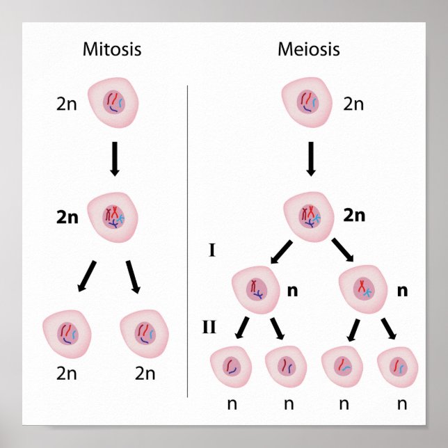 Mitosis versus meiosis Poster (Front)
