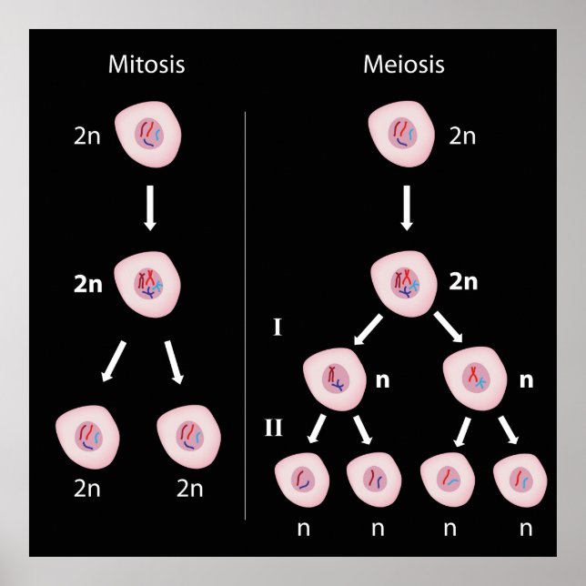 Mitosis versus meiosis Poster (Front)
