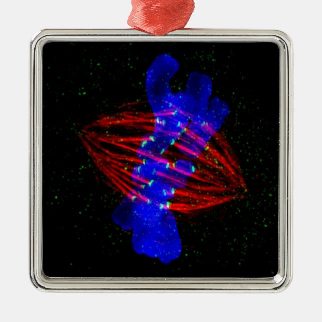 Mitotic Metaphase Metal Tree Decoration (Front)