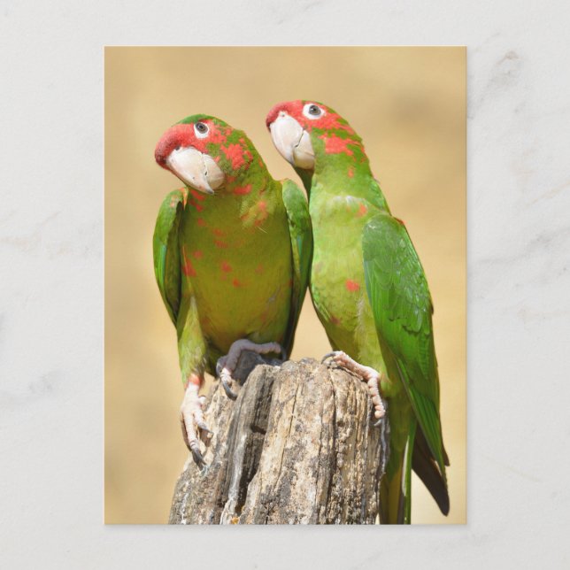 Mitred Parakeet on wood post Postcard (Front)