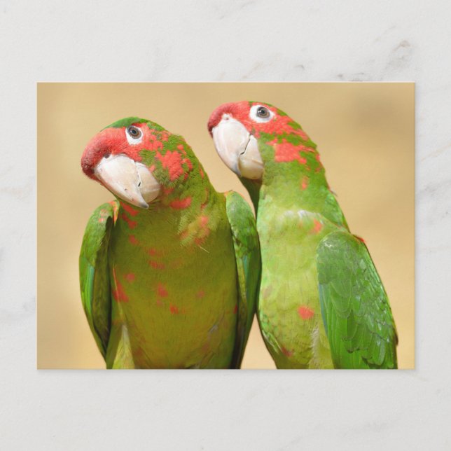 Mitred Parakeet on wood post Postcard (Front)