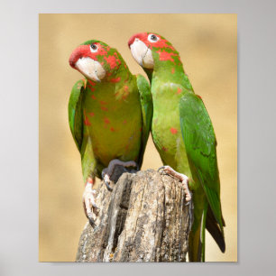 Mitred Parakeet on wood post Postcard Square Stick Poster