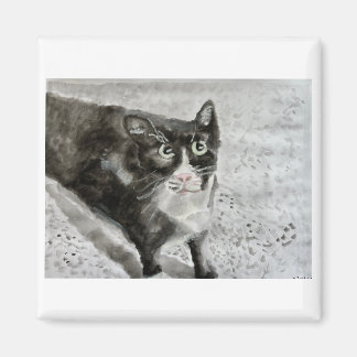 Mitten the kitten on magnet