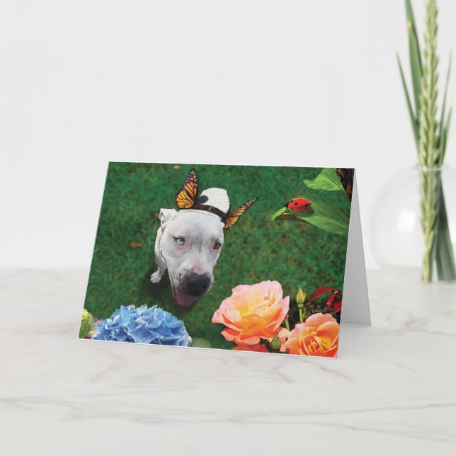 Mitzy the Mariposa, dog with butterfly wings Card (Front)