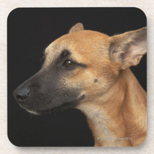 Mixed breed dog looking to the left on black coaster