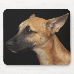 Mixed breed dog looking to the left on black mouse mat