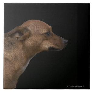 Mixed breed dog profile on black background tile