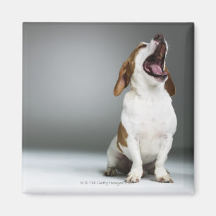 Mixed breed dog yawning magnet