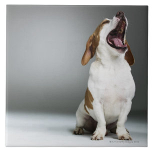 Mixed breed dog yawning tile