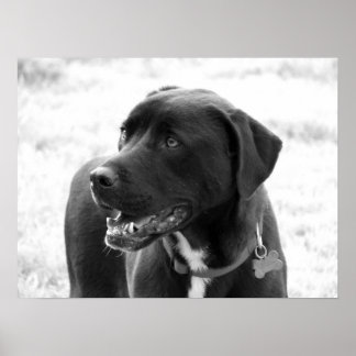 Mixed Breed Poster