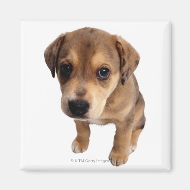Mixed-Breed Puppy Magnet (Front)