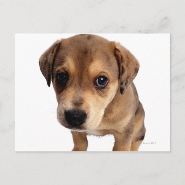 Mixed-Breed Puppy Postcard (Front)