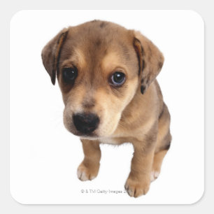 Mixed-Breed Puppy Square Sticker