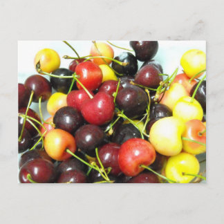 Mixed Cherries Postcard