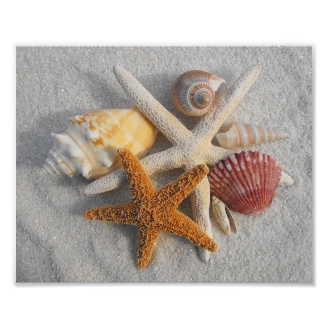 Mixed Sea Shells and Starfish on White Sand Beach Photo Print (Front)