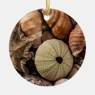 Mixed Sea Shells Decorative Ornament