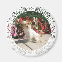 Mixed Terrier Breed Rescue Doggie