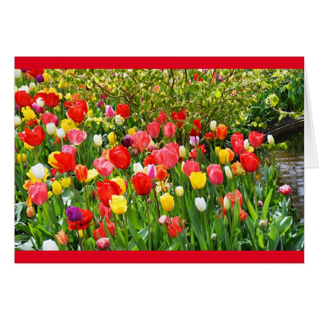 Mixed tulips (Front Horizontal)