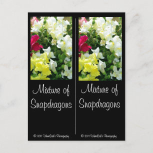 Mixture of Snapdragons Postcard