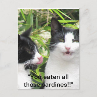"mmmmm sardines!!!! postcard