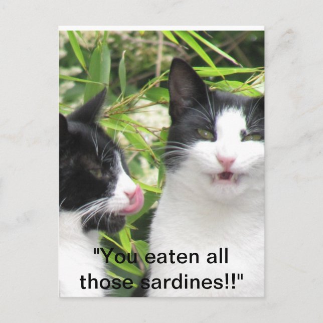 "mmmmm sardines!!!! postcard (Front)