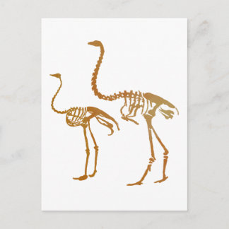 Moa and ostrich skeleton postcard