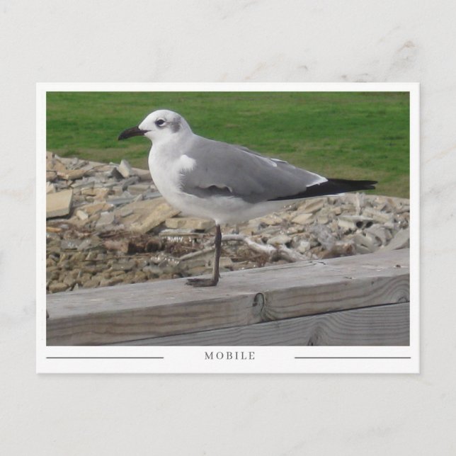 Mobile Alabama Seagull Postcard (Front)