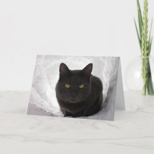 Moby in snow card