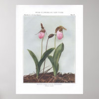 Moccasin Flower; Stemless Lady's-Slipper